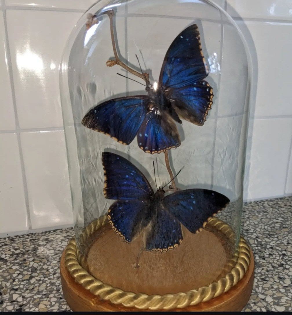 Prachtige vlinders in glazen stolp - decoratief item, Ophalen