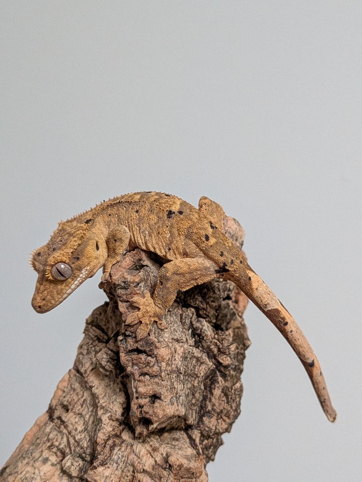 Wimpergekko super dalmatian baby, Dieren en Toebehoren, Reptielen en Amfibieën, Hagedis, 0 tot 2 jaar