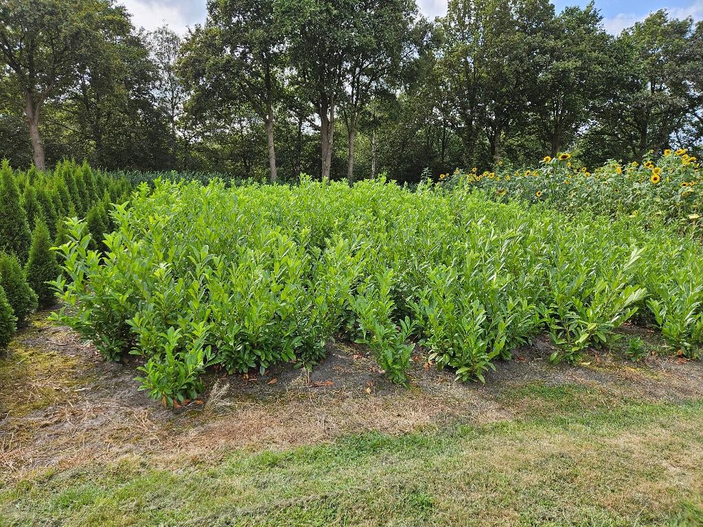 Laurier prunus laurocerasus rotundifolia tot 250cm hoog, Ophalen, Laurier, Haag, 100 tot 250 cm