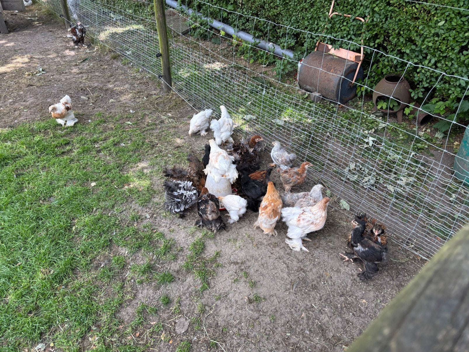 Brahma kuikens, Dieren en Toebehoren, Pluimvee, Meerdere dieren, Kip