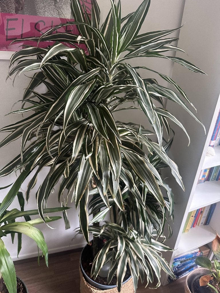 Kamerplanten - Healthy Dracaena Warneckei, Ophalen, 100 tot 150 cm, Halfschaduw, Groene kamerplant