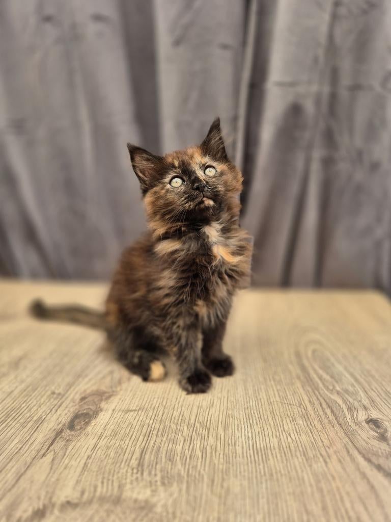 Maine coon Poesje zonder stamboom, Dieren en Toebehoren, Katten en Kittens | Raskatten | Langhaar, Poes, Gechipt