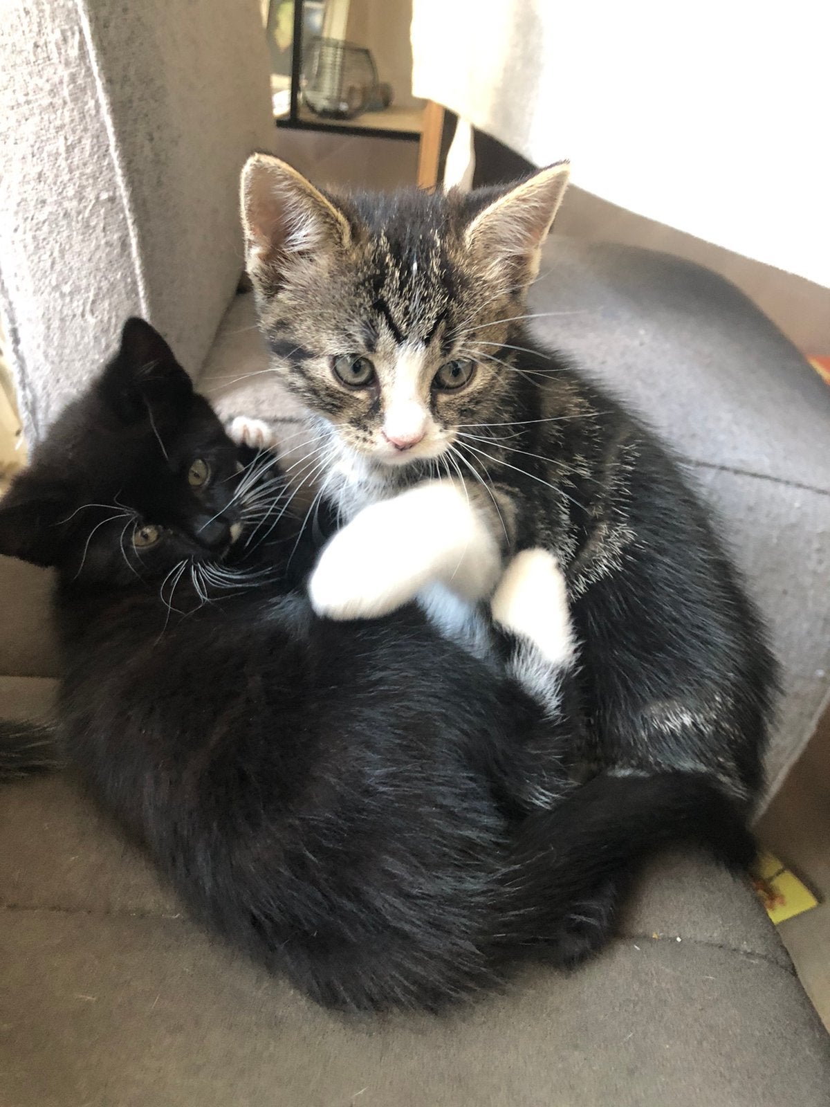 3 lieve kittens ,3 mnd oud, Dieren en Toebehoren, Katten en Kittens | Overige Katten, Poes