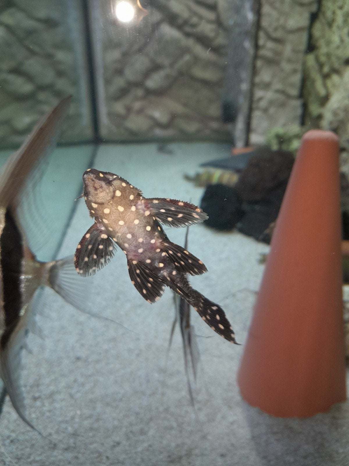 L97 Cactus Pleco Meerval, Vis