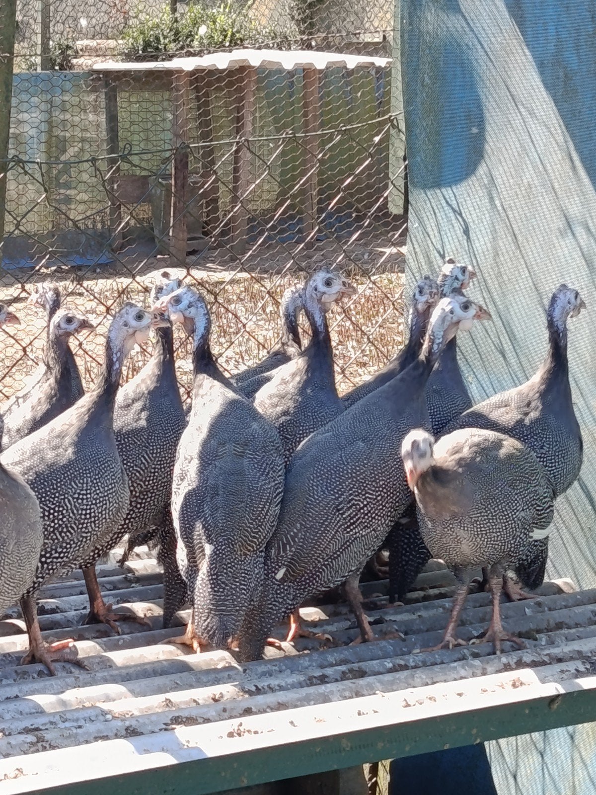 Jonge parelhoenders te koop, Dieren en Toebehoren, Meerdere dieren, Kip