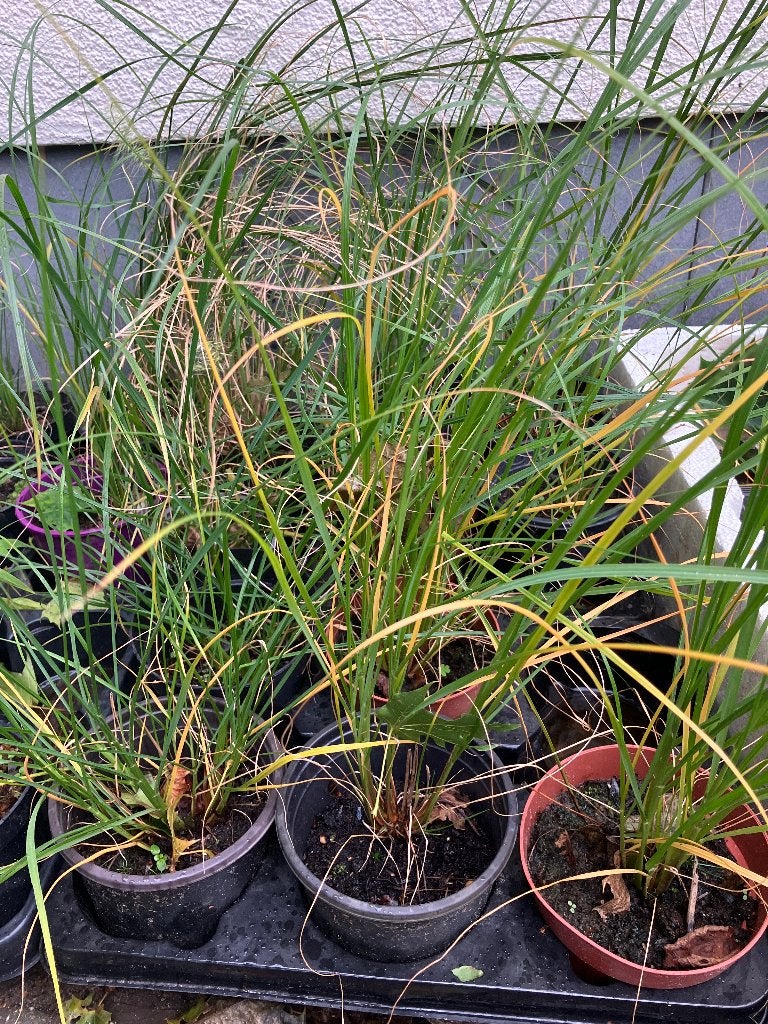 Lampenpoetsersgras (pennisetum alopecuroides), Tuin en Terras, Planten | Tuinplanten, Volle zon, Vaste plant, Siergrassen, Ophalen of Verzenden