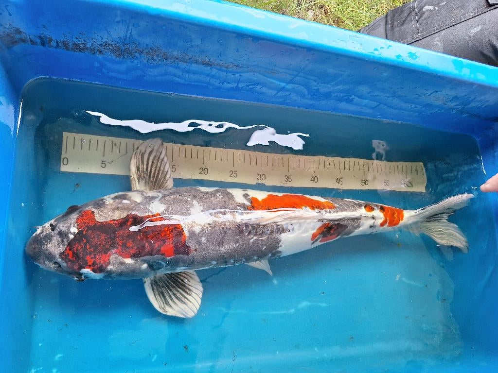 Mooie shusui koi karper, Karper of Koi