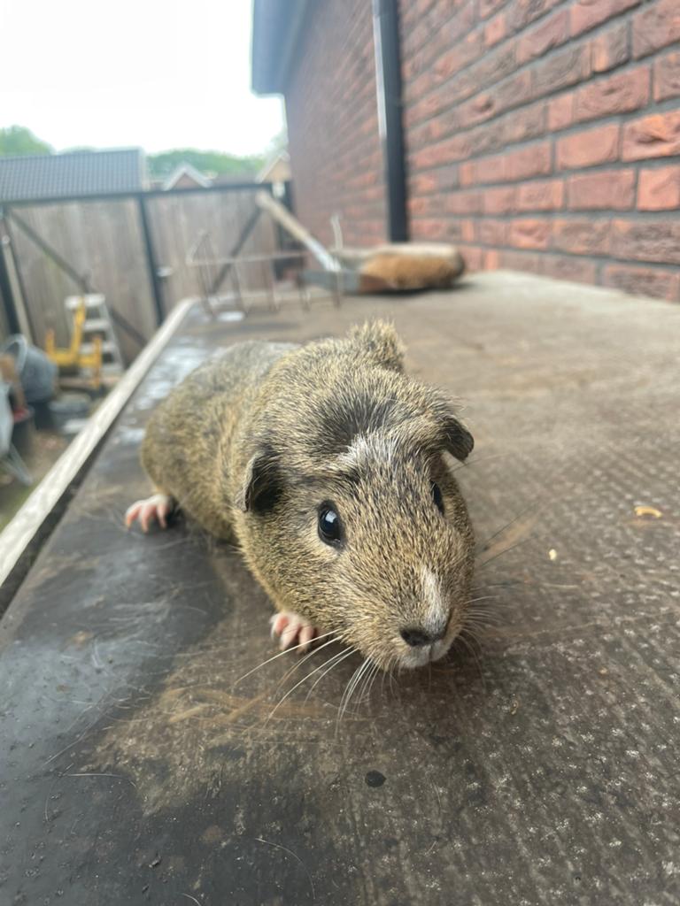 Mooie cavia zeug, Dieren en Toebehoren, Knaagdieren, Februari, Vrouwelijk, Cavia