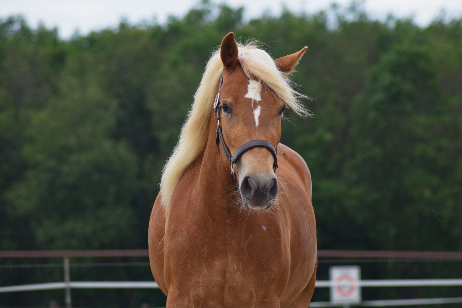 3-jarige Schwarzwälder Fuchs x Haflinger, 1.50 hoog, Merrie, Minder dan 160 cm, Met stamboom, Zadelmak