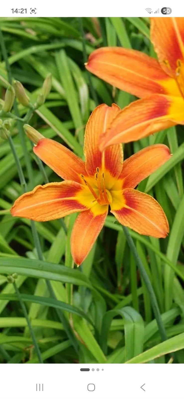 daglelie oranje, 4 stekken / jonge planten, Ophalen, Overige soorten, Volle zon