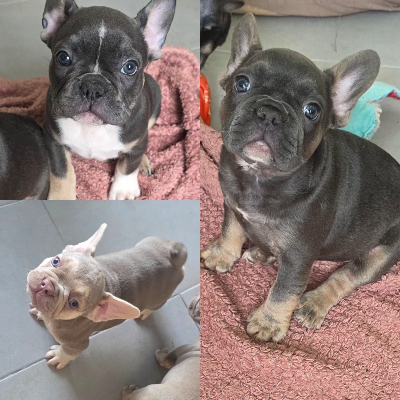 Franse bulldog pups(NL afkomst + 1 jr garantie), Dieren en Toebehoren, Honden | Bulldogs, Pinschers en Molossers, Teef, Bulldog