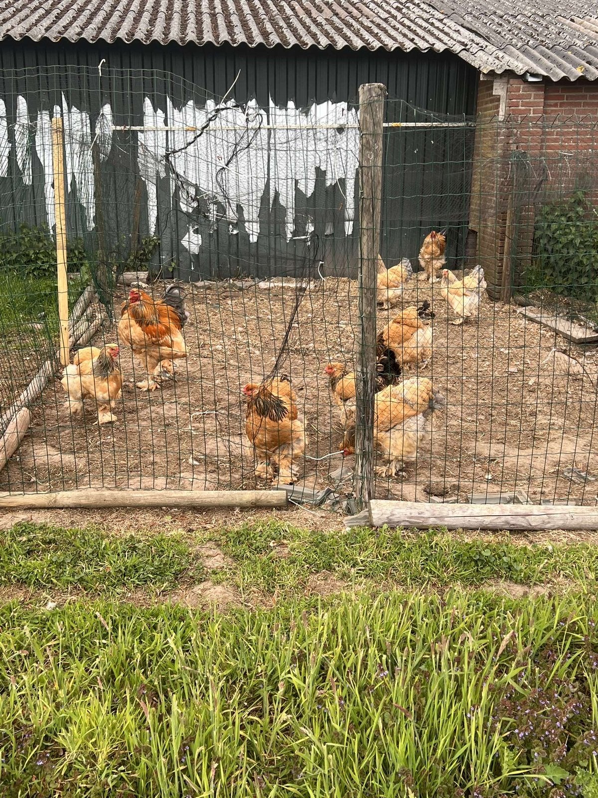 Kuikens te koop! Vanaf (20-06-2026), Dieren en Toebehoren, Geslacht onbekend, Kip