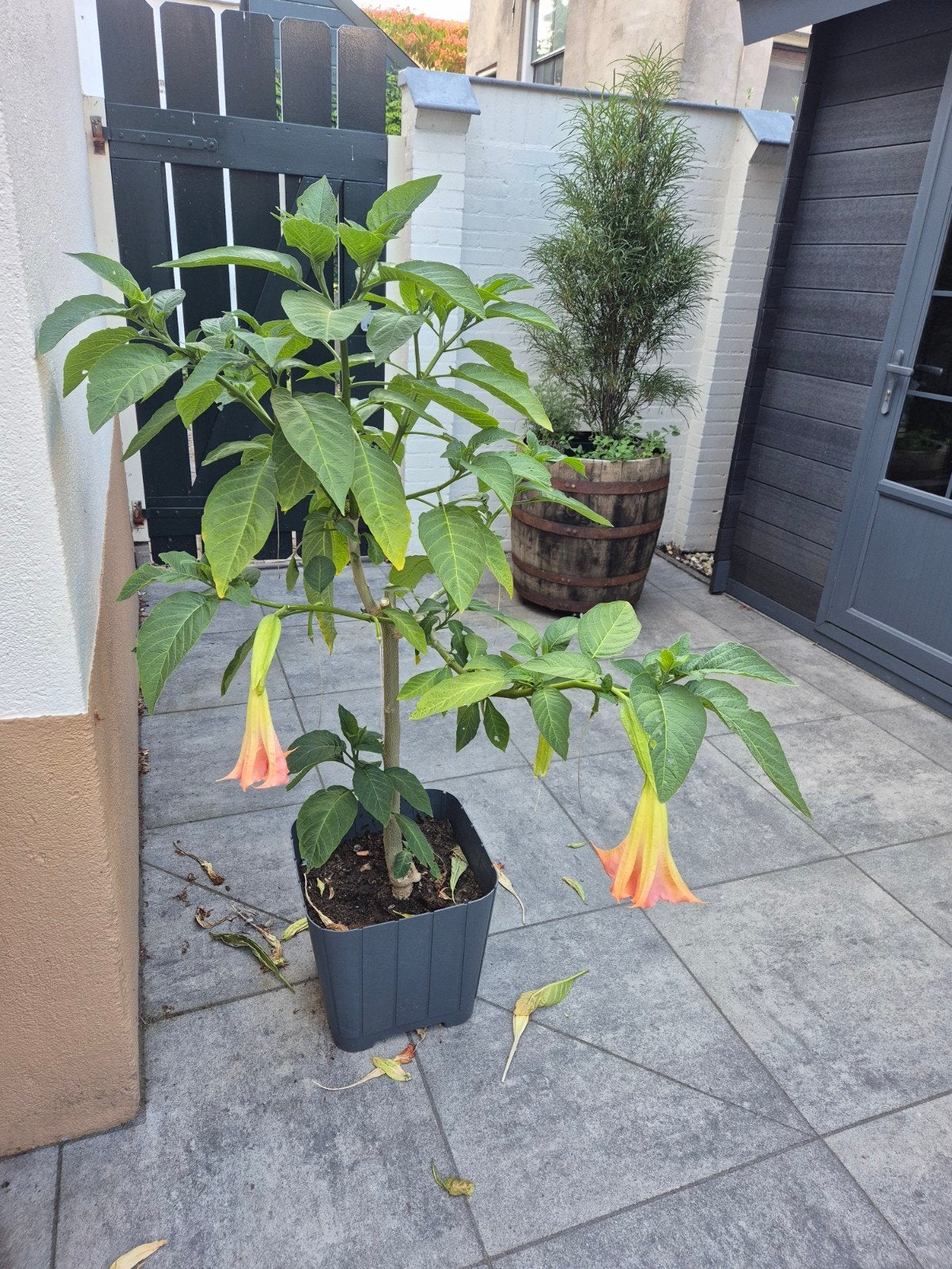 Te koop: Brugmansia met zalmroze met geel/witte bloemen, Tuin en Terras, Planten | Tuinplanten, Volle zon, Vaste plant, Zomer