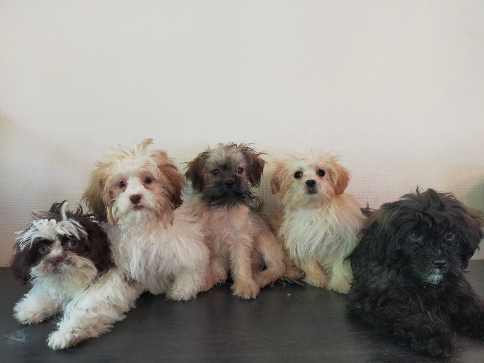 Leuke Boomer pups ShihTzu x Maltezer ️, Parvo, Nederland, Overige rassen, 8 tot 15 weken