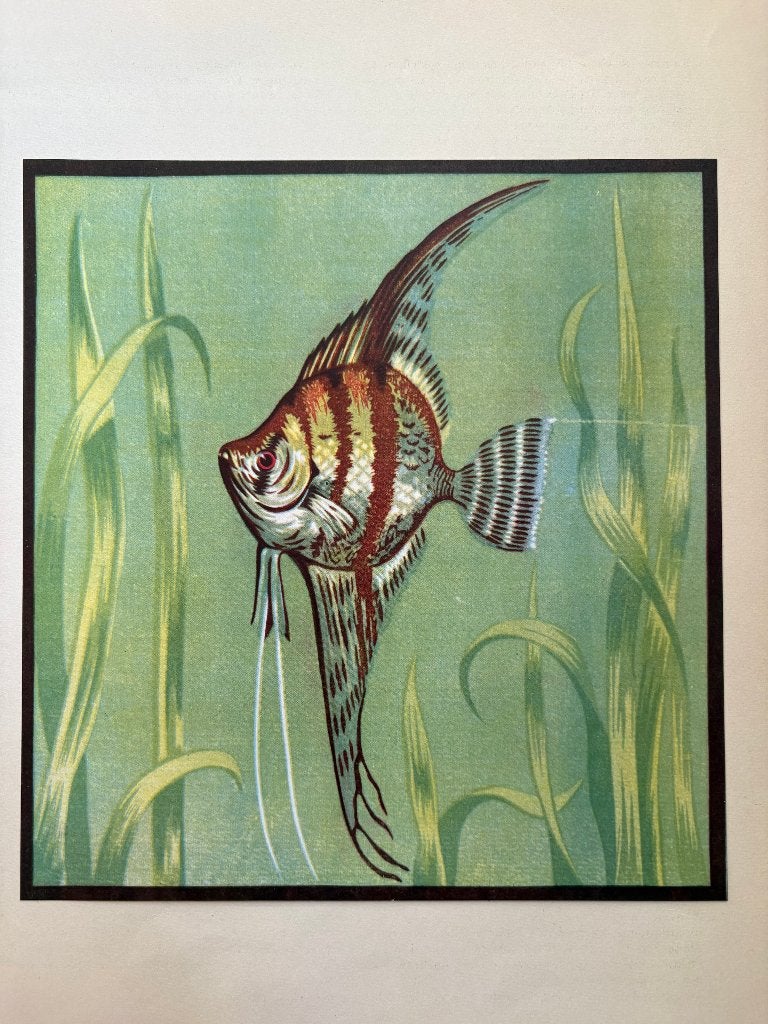 Prent van een Pterophyllum Scalare (naar Frans Bosen), Origineel, Ophalen of Verzenden, Dieren en Natuur