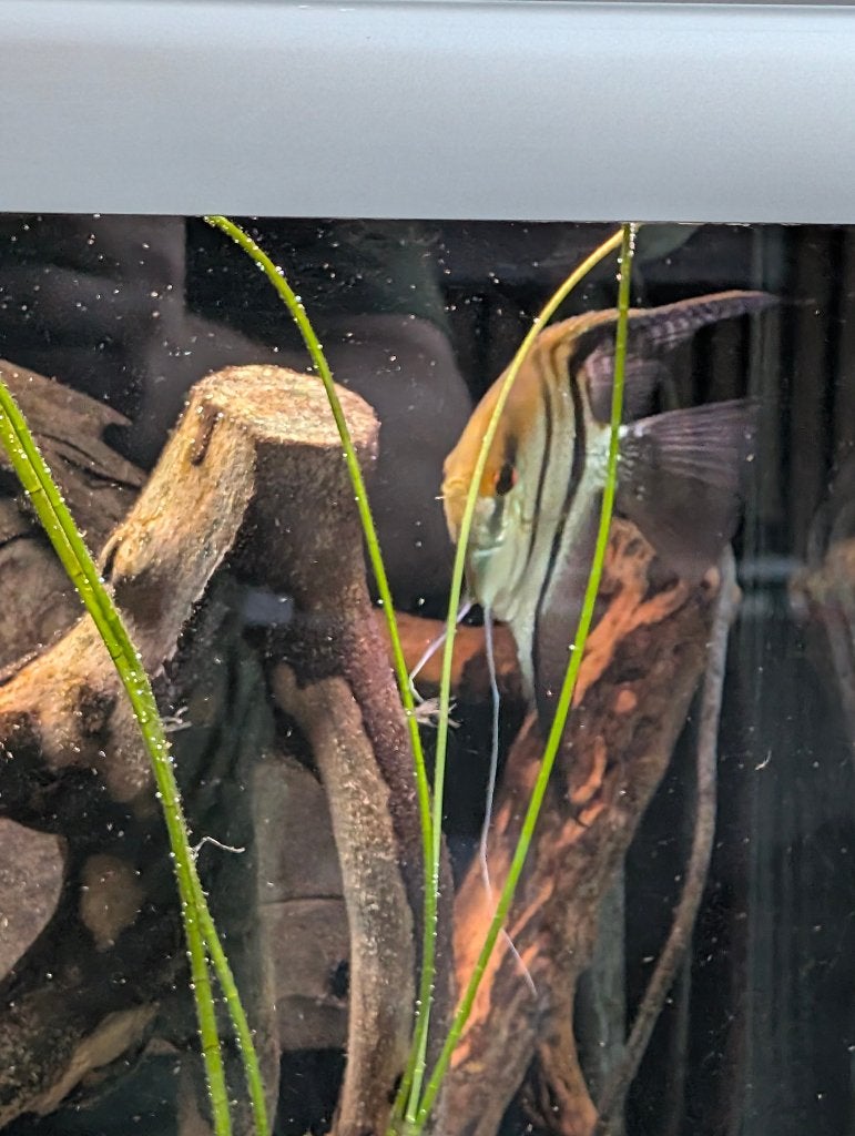 Pterophyllum scalare "Peru Altum", Vis, Zoetwatervis