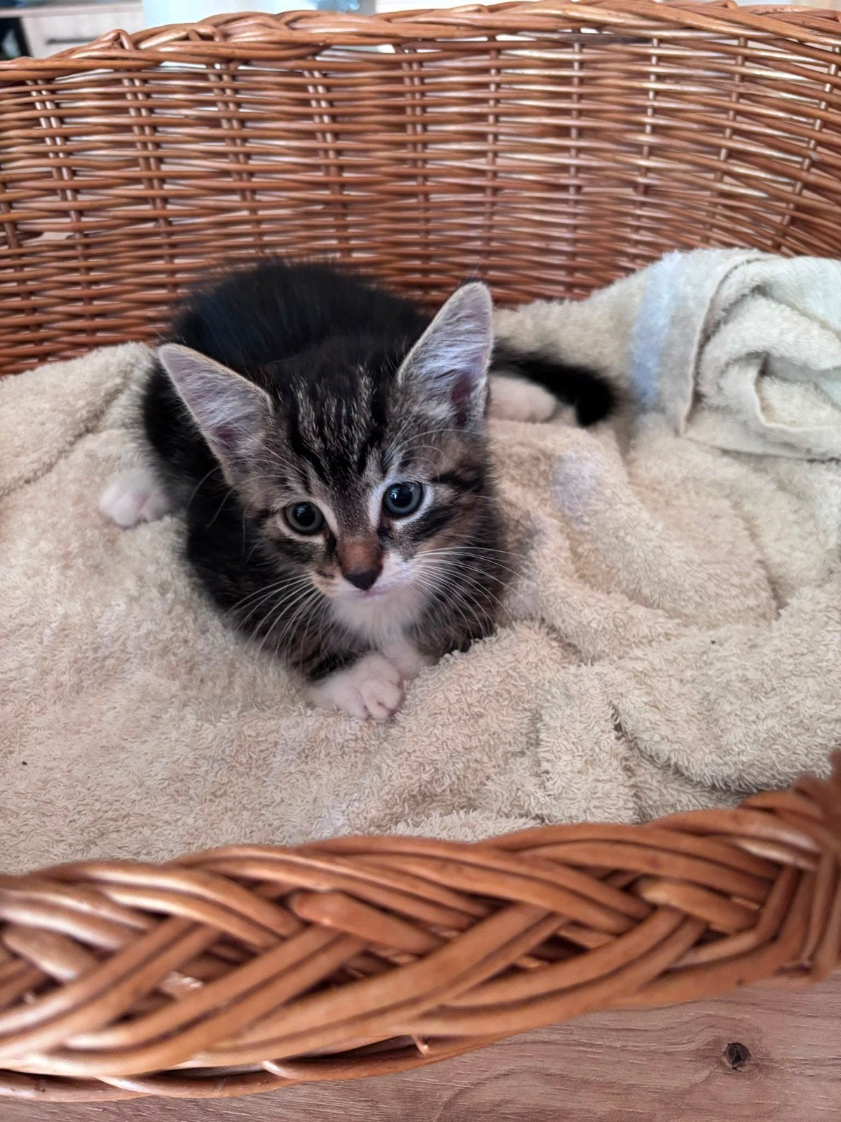 Drie schattige kittens zoeken een nieuw thuis!, 0 tot 2 jaar
