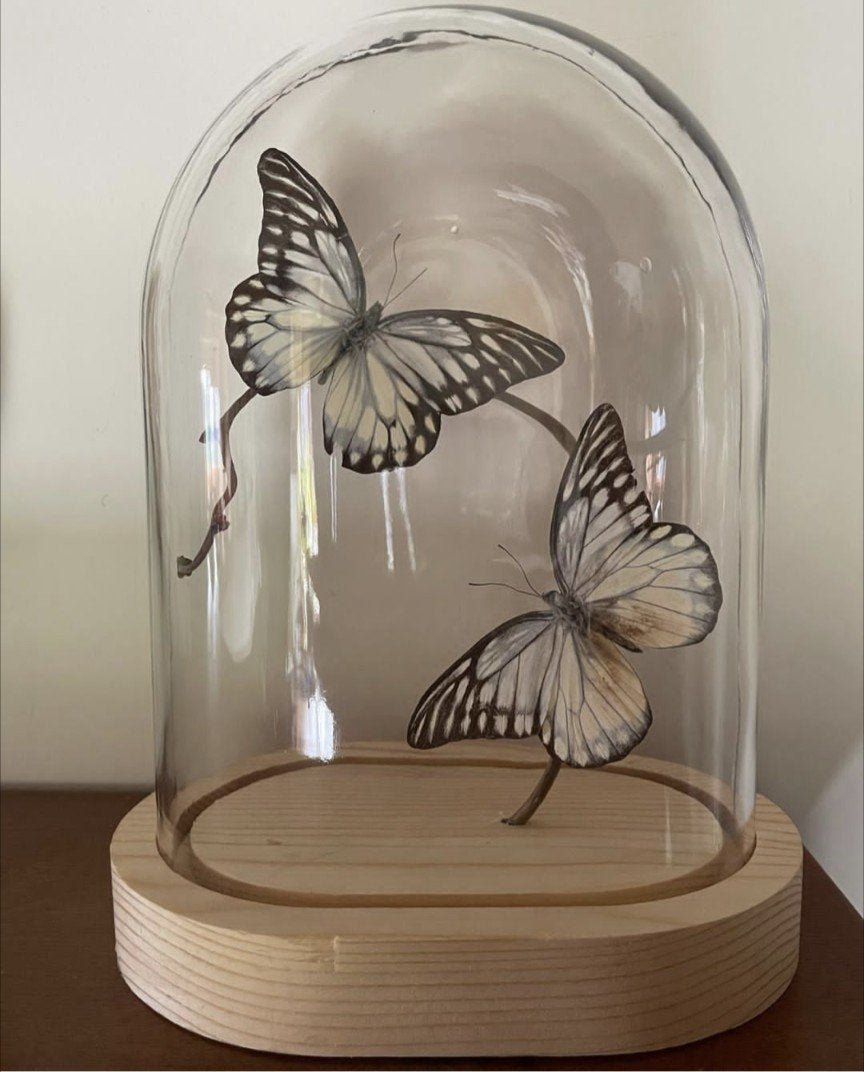 Ovale stolp met Prioneris Philonome vlinders, Ophalen, Meerkleurig, Nieuw, Klassiek
