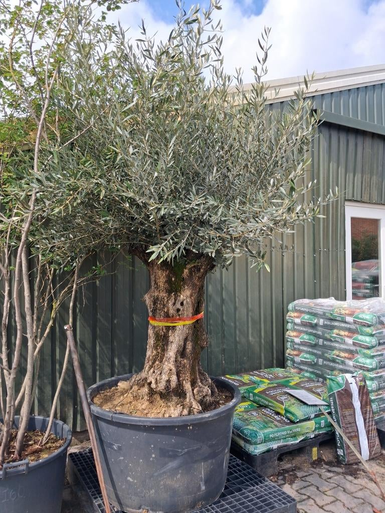 Olijfboom Olea Europaea Bonsai - 100-120cm, Overige soorten, Vaste plant, Ophalen of Verzenden, Halfschaduw