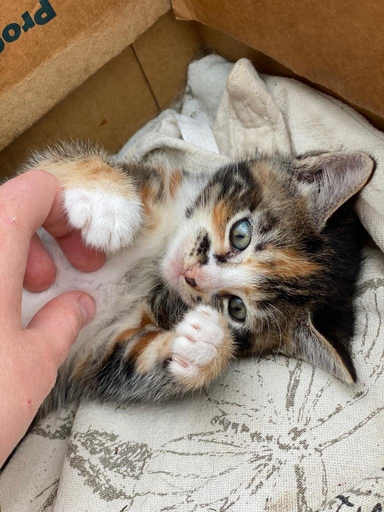 Hele leuke kittens, Poes, Kortharig, 0 tot 2 jaar
