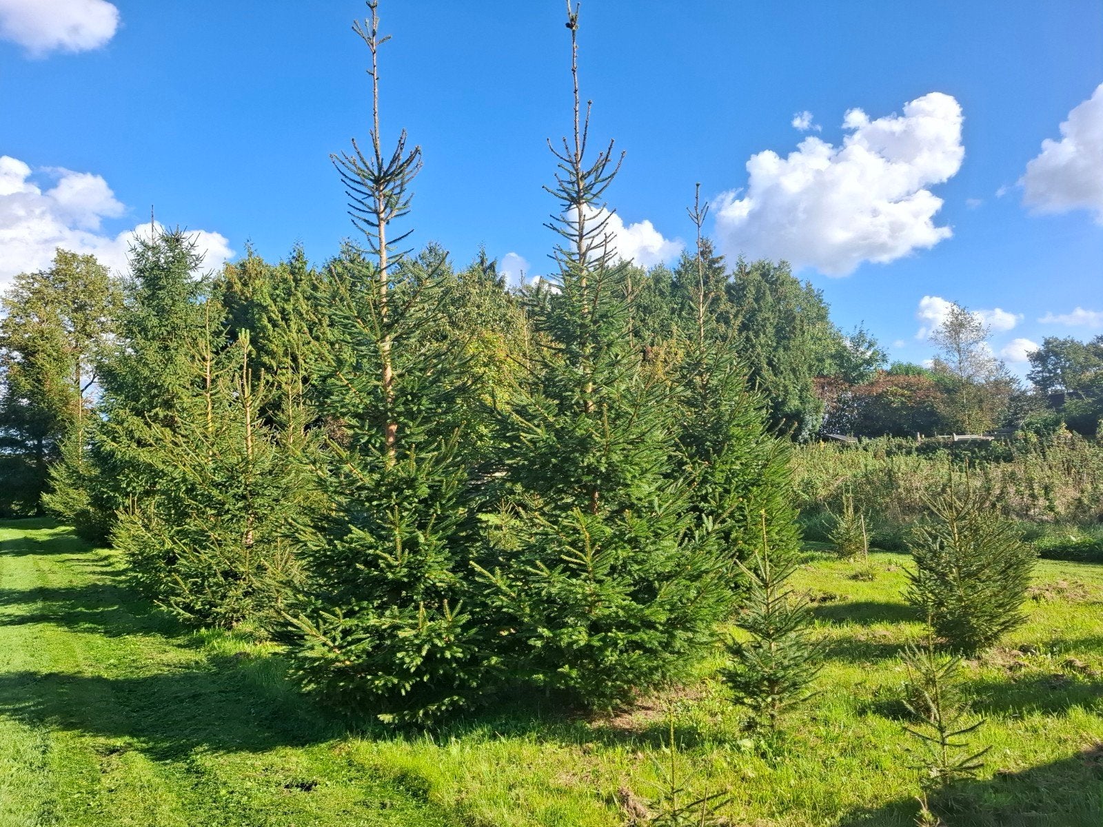 kerstbomen, Ophalen, 250 tot 400 cm