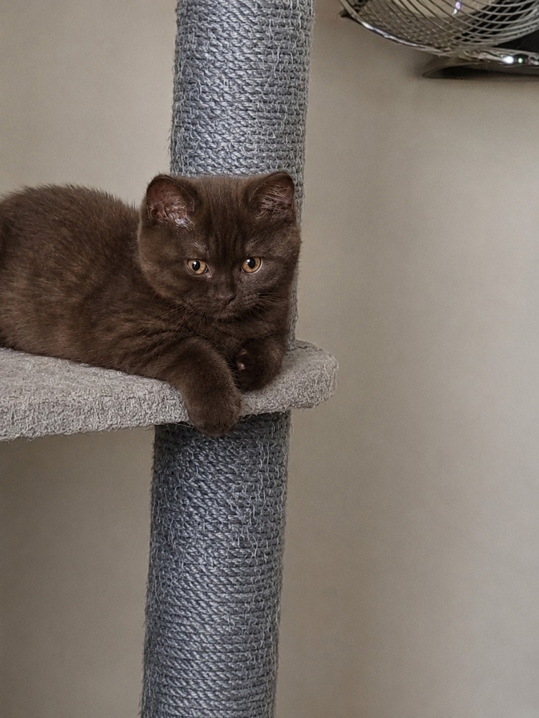 Brits/Britse Korthaar kittens met stamboom,mogen gelijk mee, Dieren en Toebehoren, Met stamboom