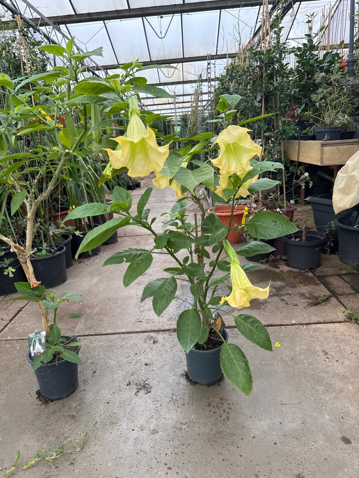 Brugmansia roze, wit en geel 100/150 cm, Volle zon, Vaste plant, Zomer, Ophalen