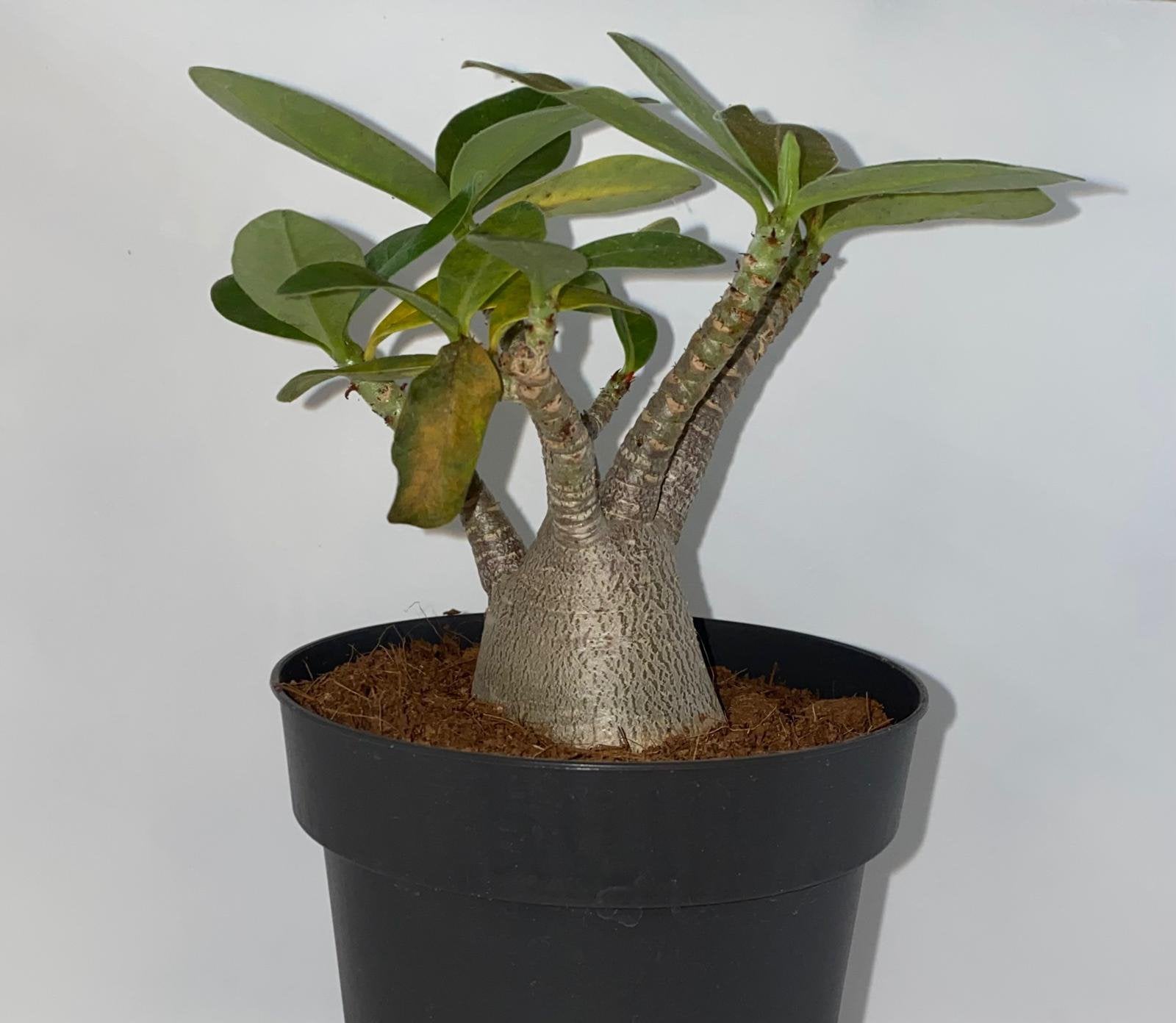 Adenium Baobab, Ophalen of Verzenden