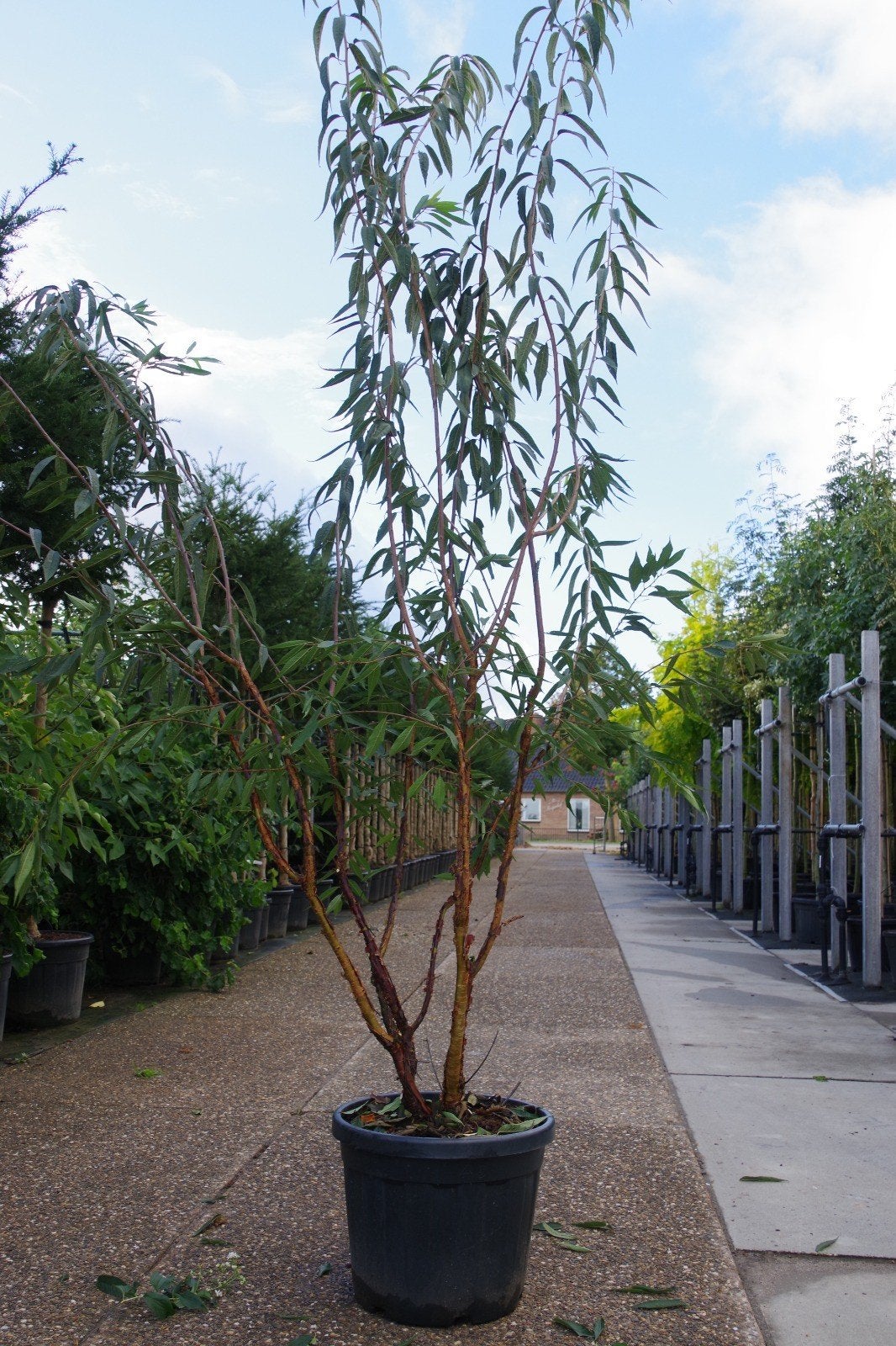Tibetaanse sierskers prunus serrula meerstammig, Tuin en Terras, Planten | Bomen, Bloeit niet, Ophalen of Verzenden, 250 tot 400 cm