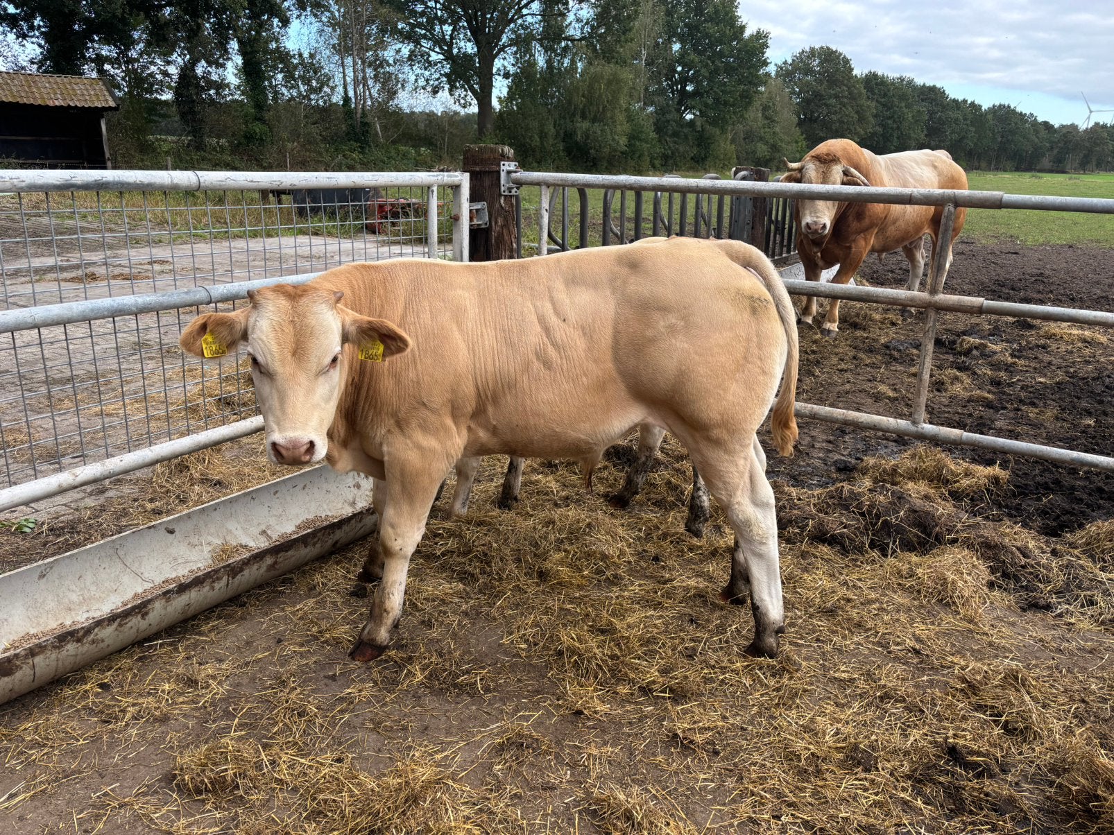 Blonde d’Aquitaine stierkalf, Dieren en Toebehoren, Mannelijk, 0 tot 2 jaar