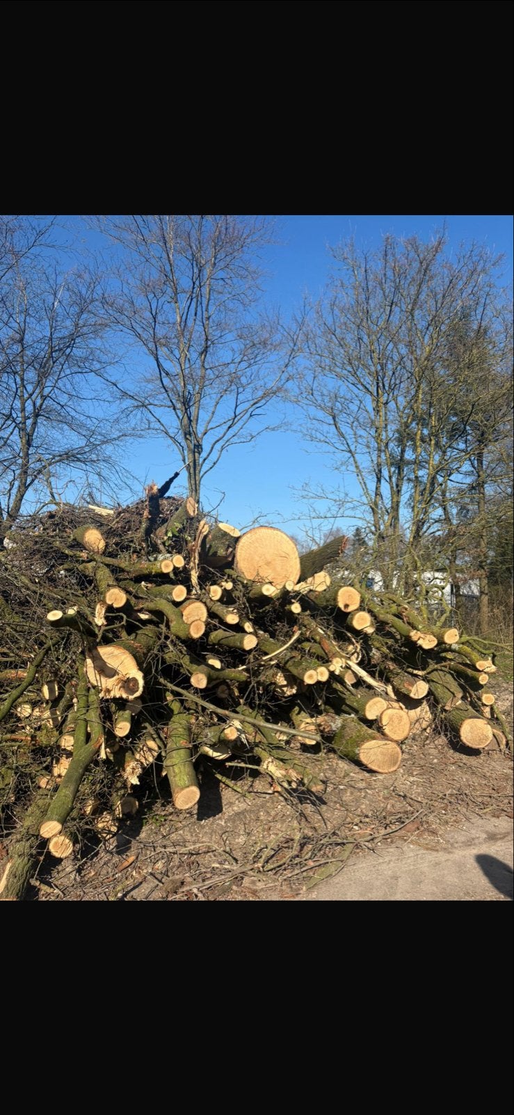 stamhout eiken, 6 m³ of meer, Ophalen, Overige houtsoorten, Blokken