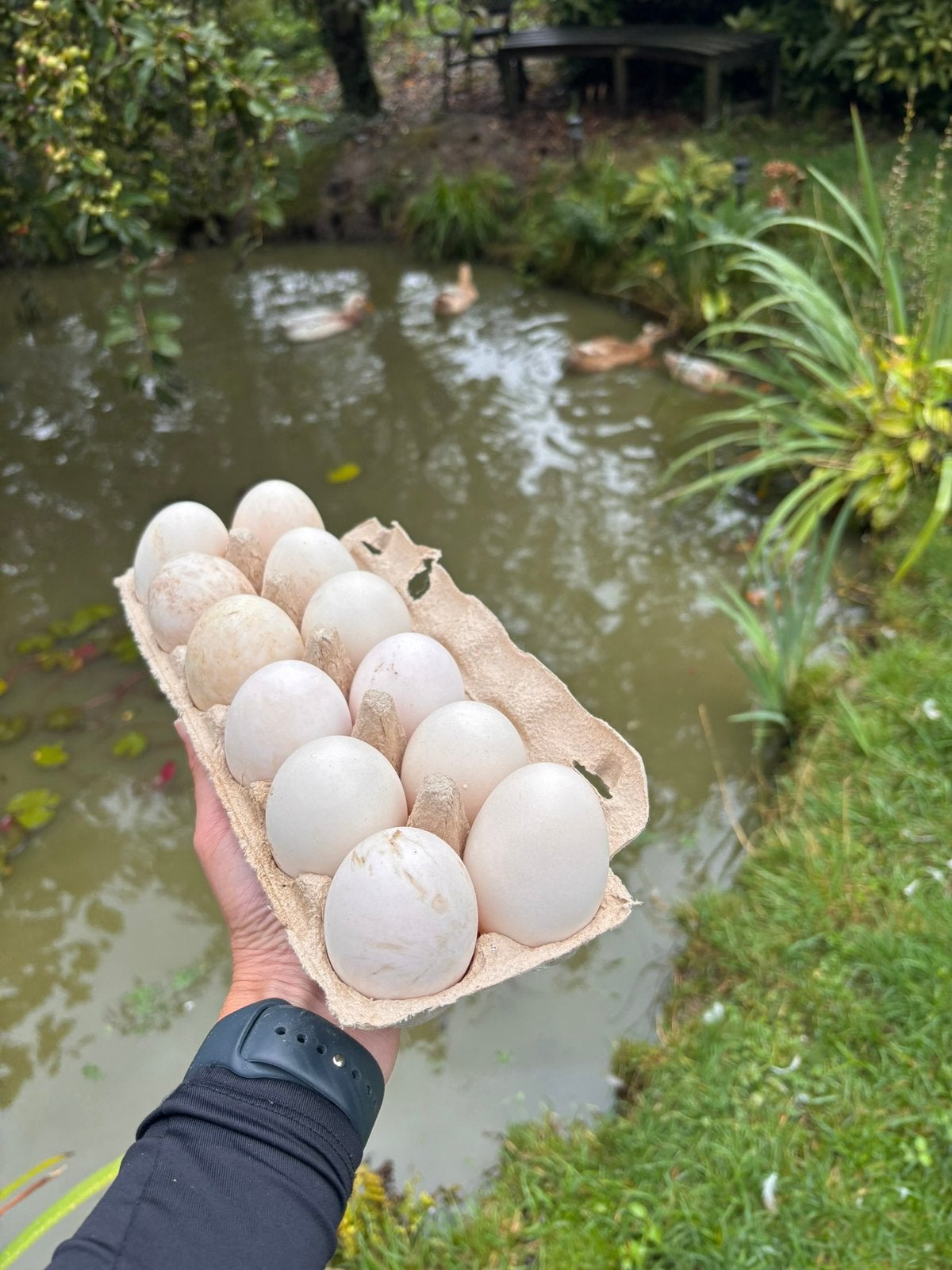 broedeieren van gemengde siereenden; Saksische en kuifeenden, Ophalen, Nieuw
