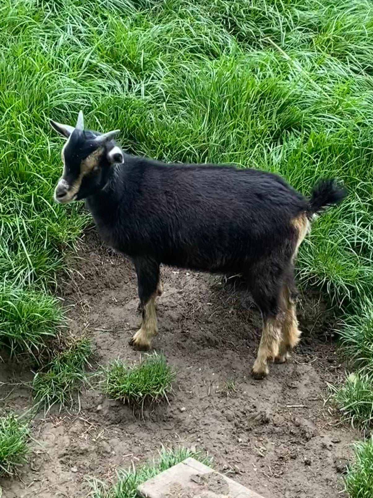Dwerggeit Black&tan bokje, Mannelijk, Geit, 0 tot 2 jaar