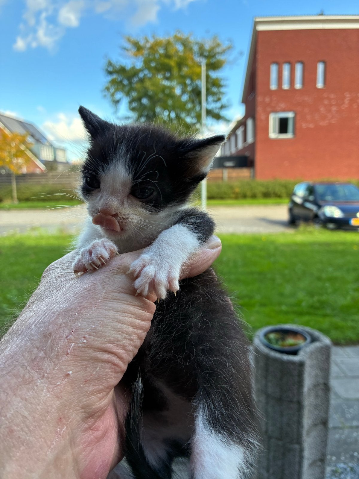 1 kitten, Meerdere dieren