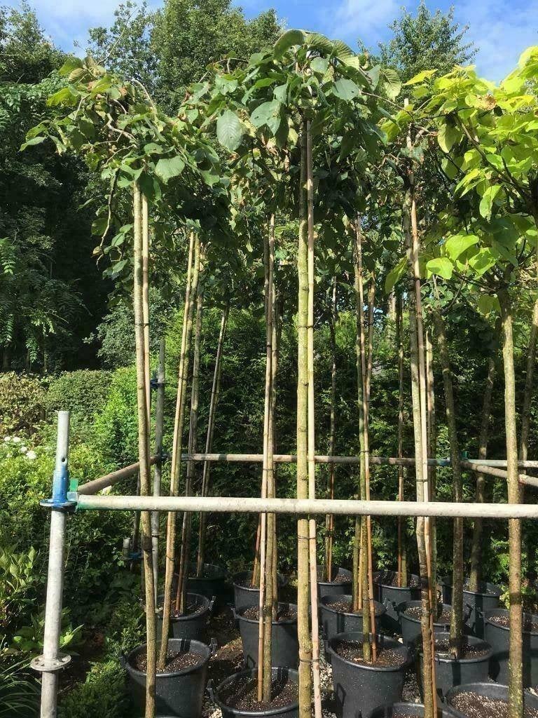 Treuriepen, Overige soorten, 100 tot 250 cm, Ophalen, Volle zon