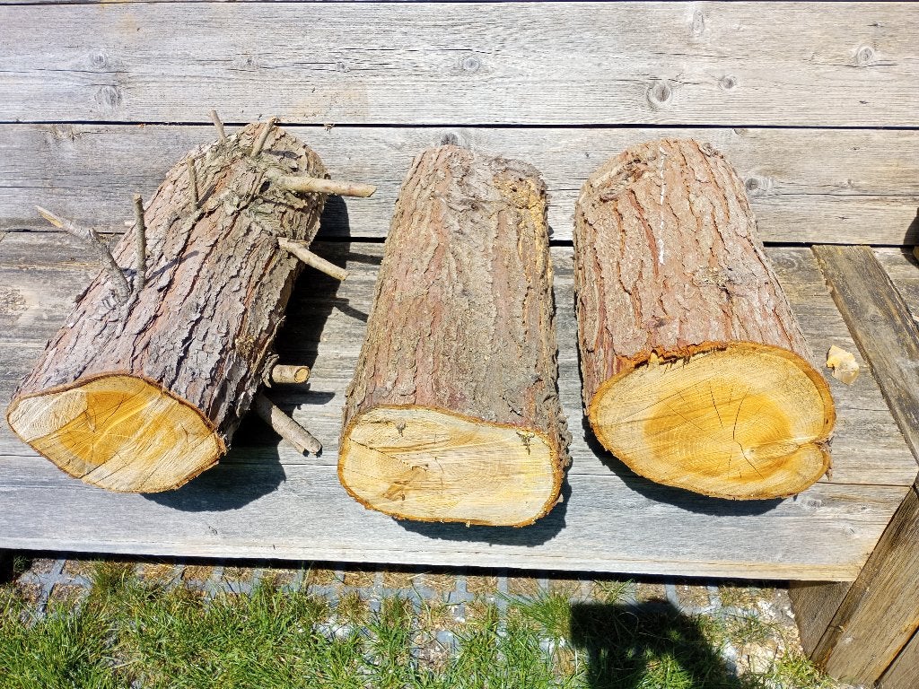 Haardhout / boom stammen, Tuin en Terras, Haardhout, Minder dan 3 m³, Ophalen, Overige houtsoorten, Stammen