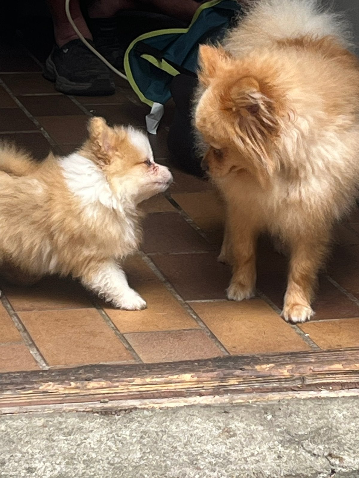 Mooie pompriaan pups, Parvo, 8 tot 15 weken, Geslacht onbekend, Meerdere