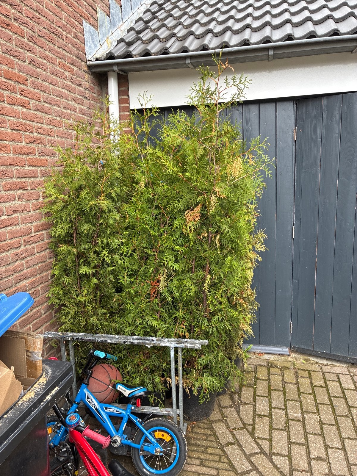 Coniferen, Tuin en Terras, Volle zon, Vaste plant, Bloeit niet, Ophalen