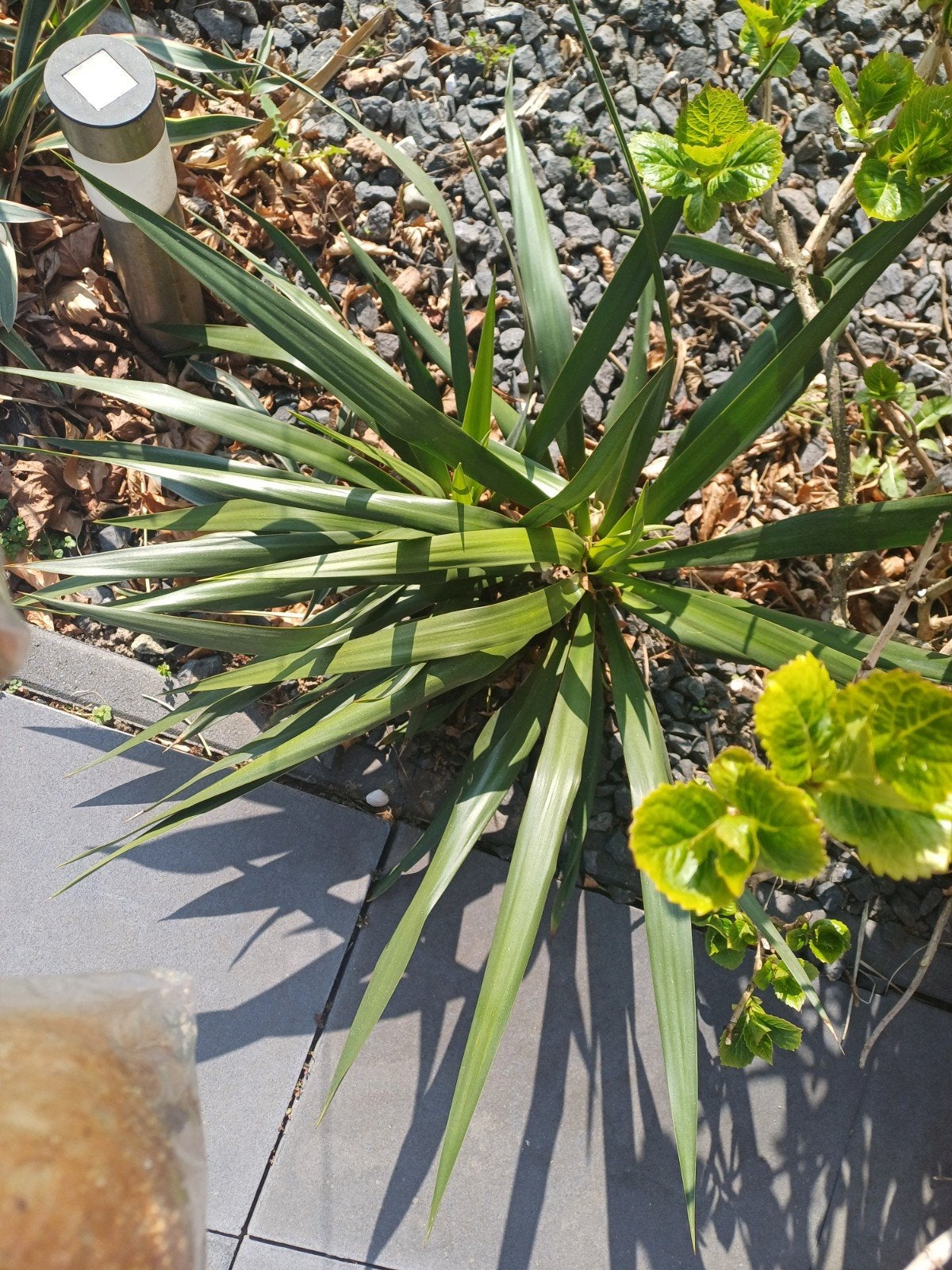 Hulp bij Yukka plant uit de grond te halen., Ophalen of Verzenden, Overige soorten, Volle zon