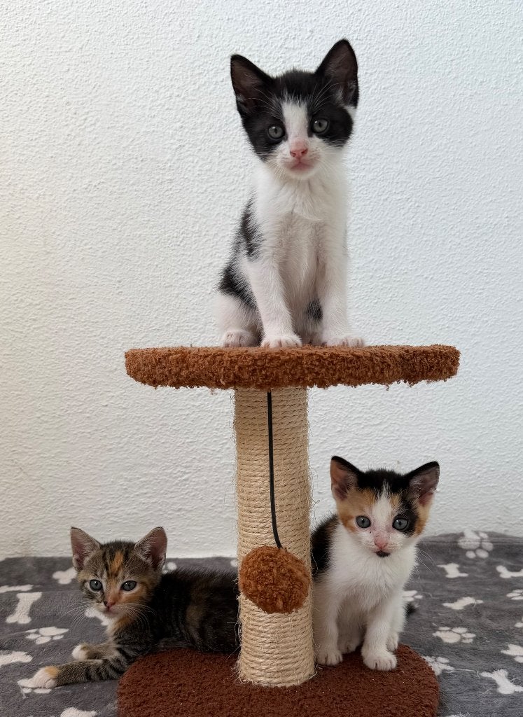 3 lieve kittens, Dieren en Toebehoren, Meerdere dieren, 0 tot 2 jaar
