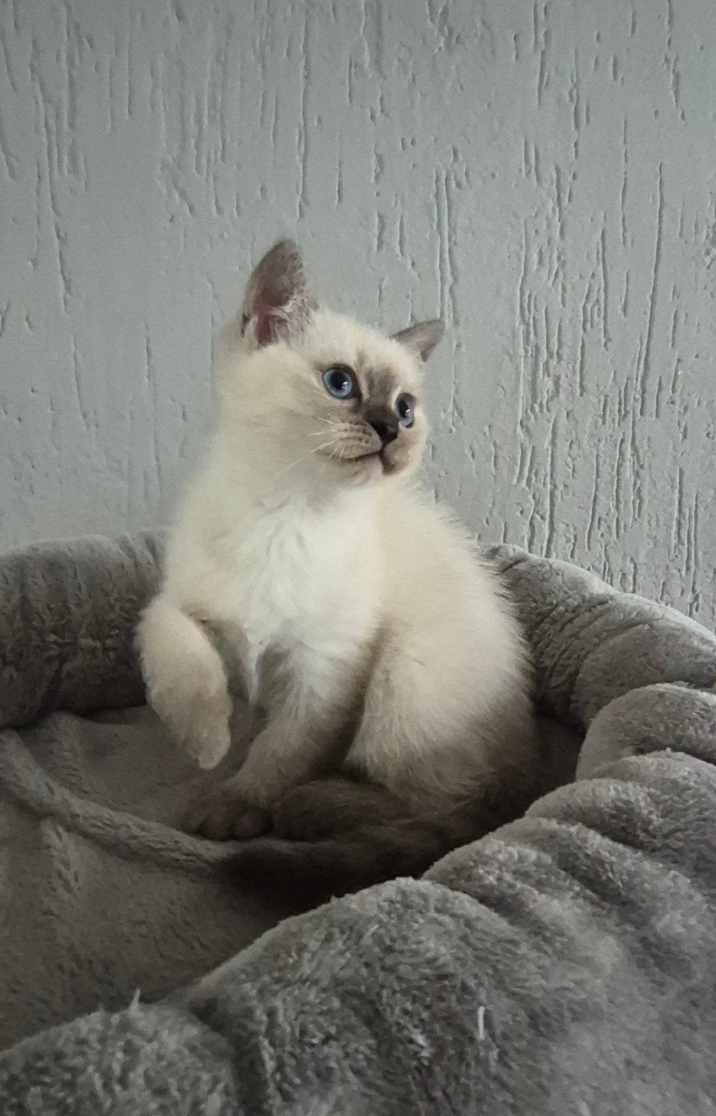 britsekorthaar x ragdoll kittens mogen weg, Dieren en Toebehoren, Meerdere dieren, Ontwormd