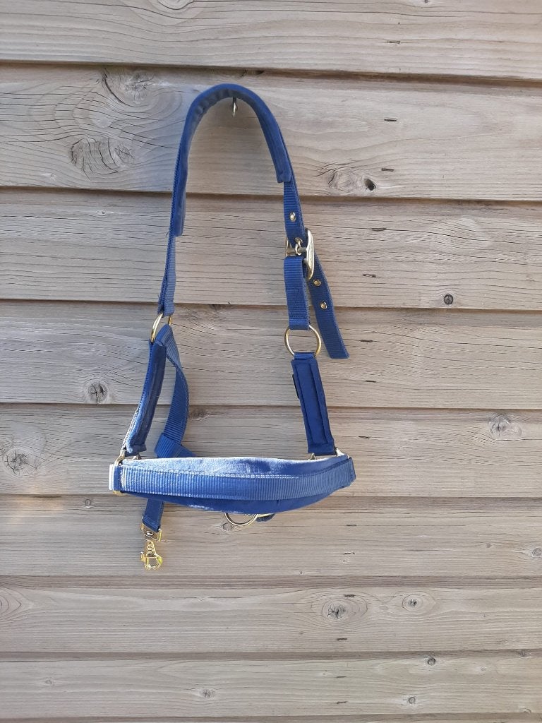 Halter, Dieren en Toebehoren, Nieuw, Ophalen of Verzenden, Blauw, Halster