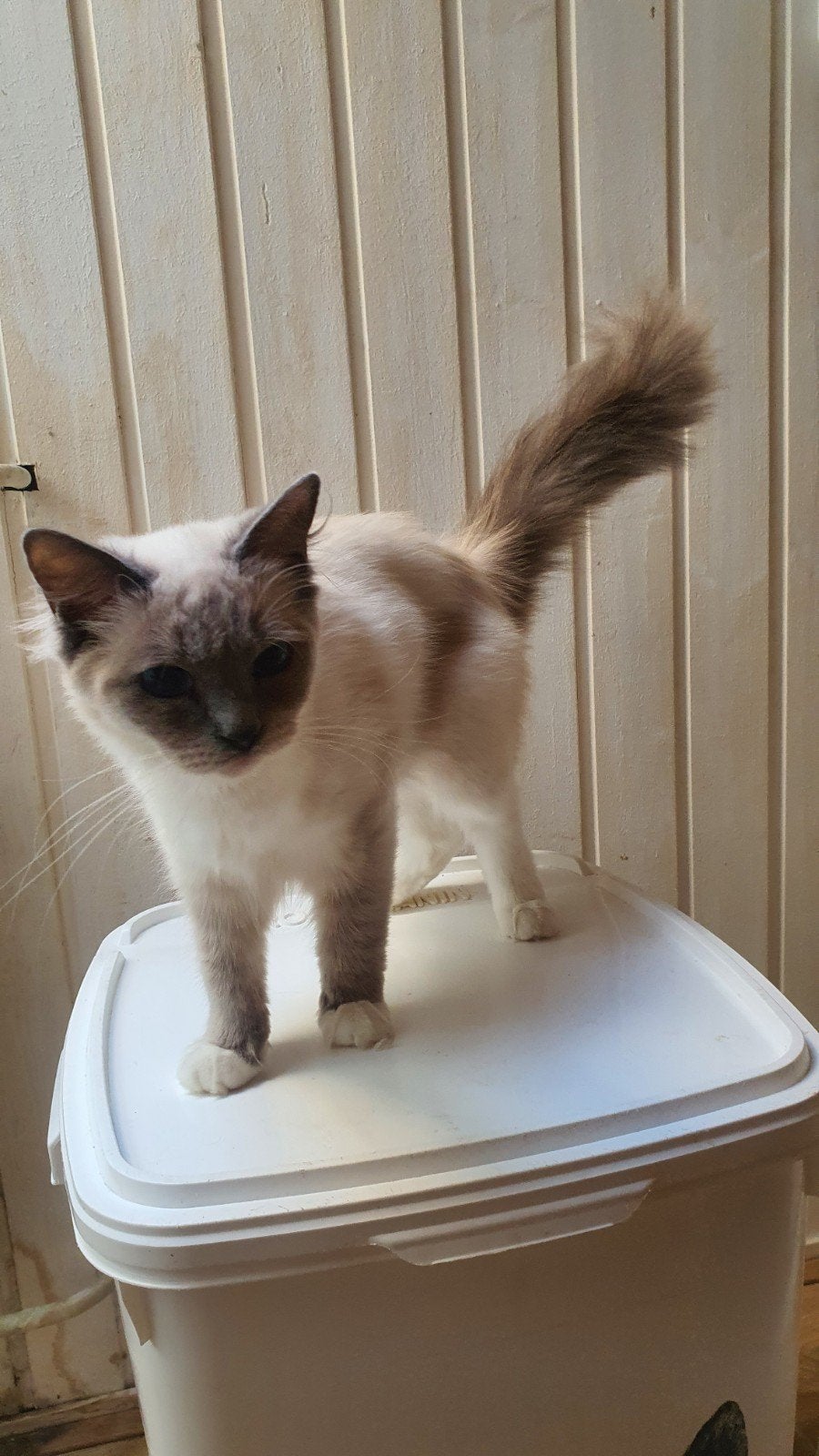 Lieve Ragdoll met stamboom | 1 jaar, Poes, 0 tot 2 jaar