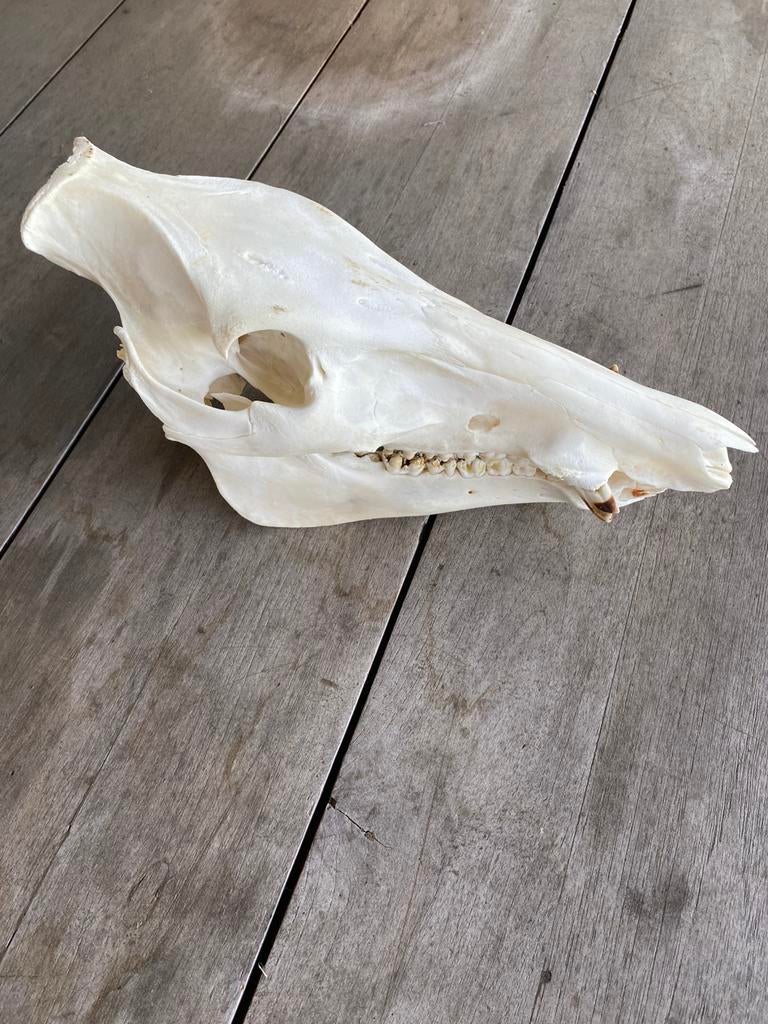 Schedel Wild Zwijn, Ophalen of Verzenden, Zo goed als nieuw, Wild dier, Schedel