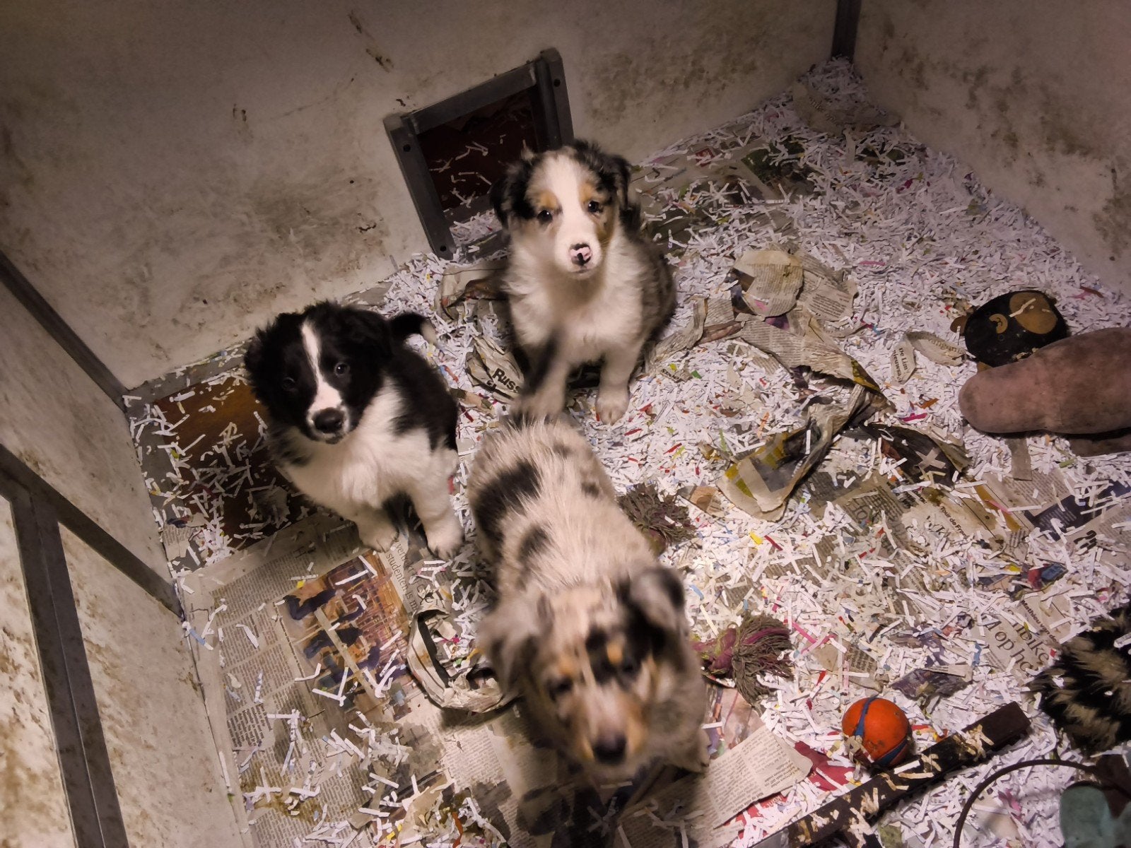 mooi nestje kruising ausralian Shepherd met schotse collie, Dieren en Toebehoren, CDV (hondenziekte), 8 tot 15 weken, Collie, Meerdere