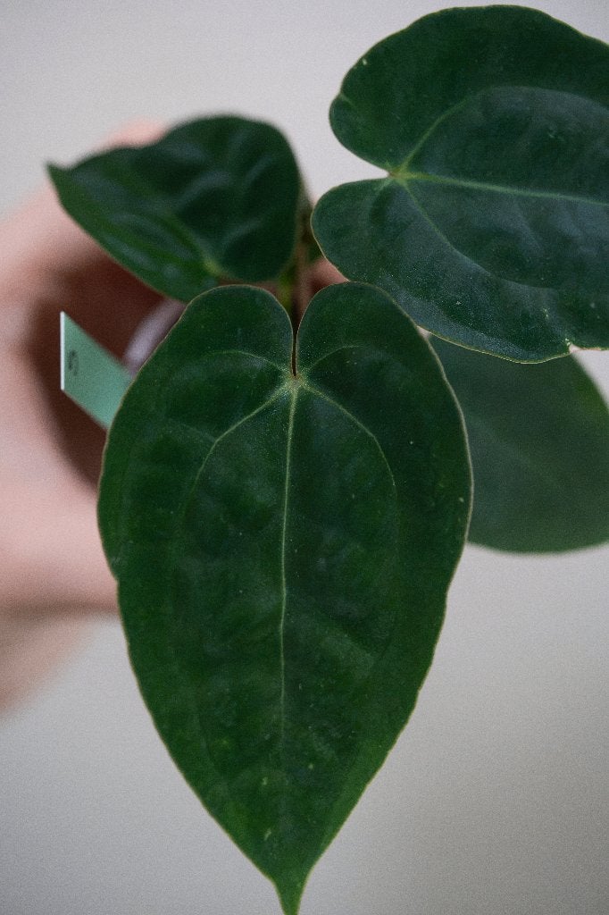 Anthurium Michelle x Papillilaminum zaailing #5, Overige soorten, Minder dan 100 cm, Groene kamerplant, Halfschaduw