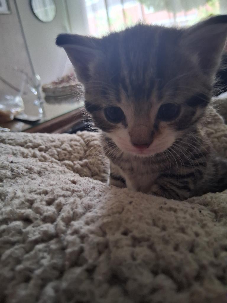 Kittens, Meerdere dieren, Ontwormd, 0 tot 2 jaar