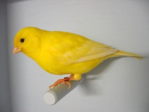 Gezocht 2 koppels gele of witte kanaries, Dieren en Toebehoren, Vogels | Kanaries, Meerdere dieren, Kleurkanarie