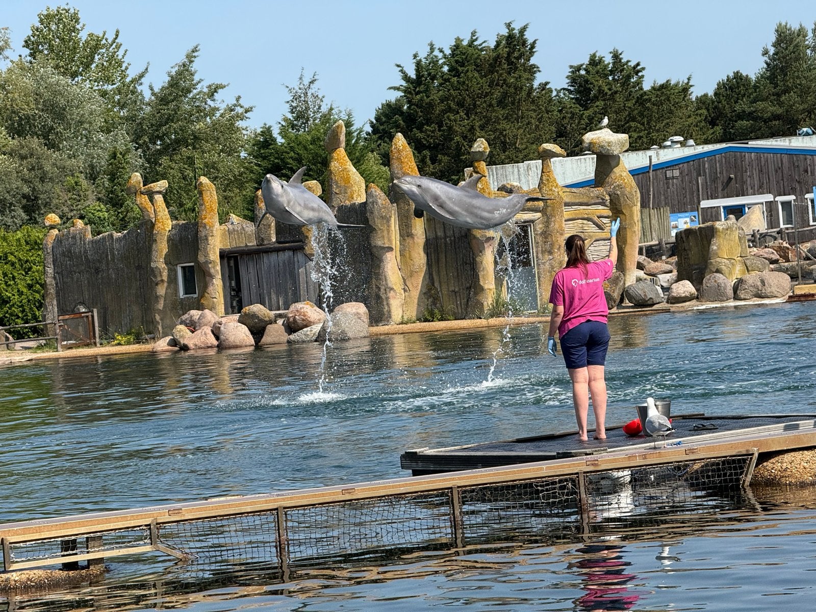 1 kaartje Dolfinarium, Tickets en Kaartjes, Eén persoon, Ticket of Toegangskaart