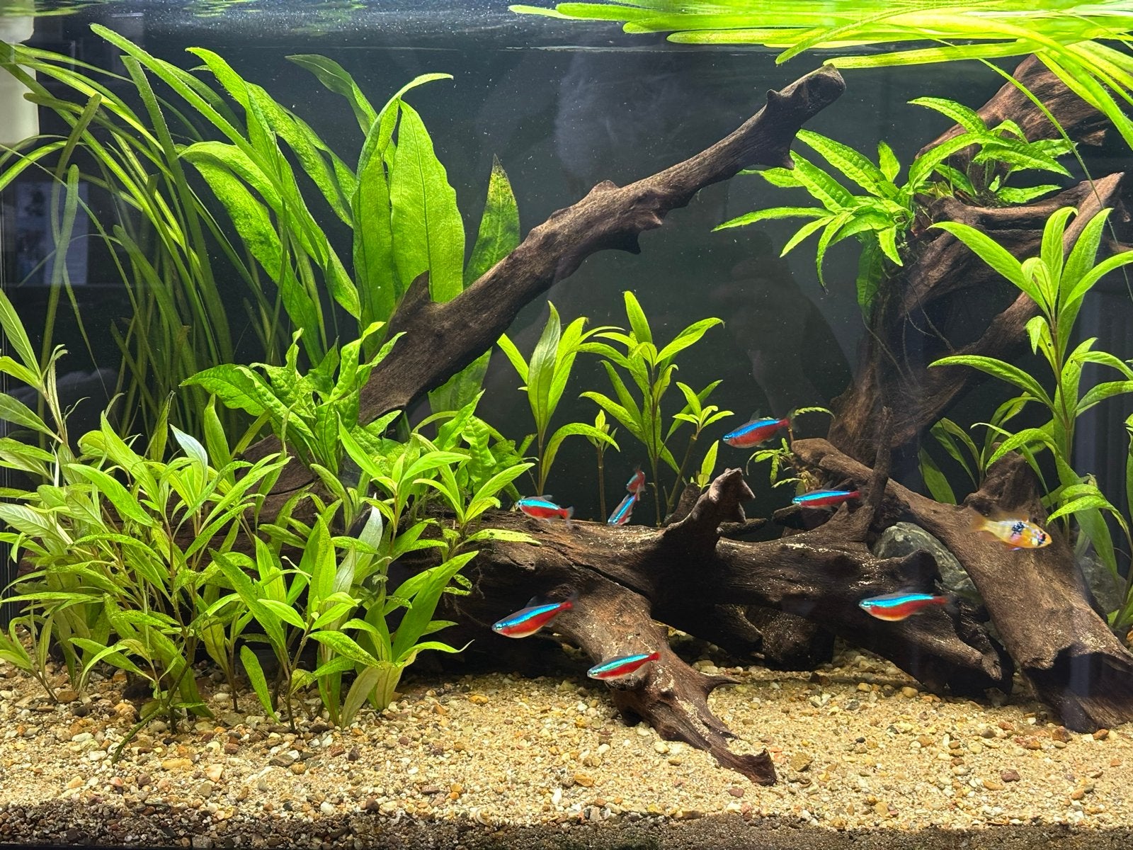 Te koop aangeboden zoetwater aquarium visbestand, Vis, Zoetwatervis